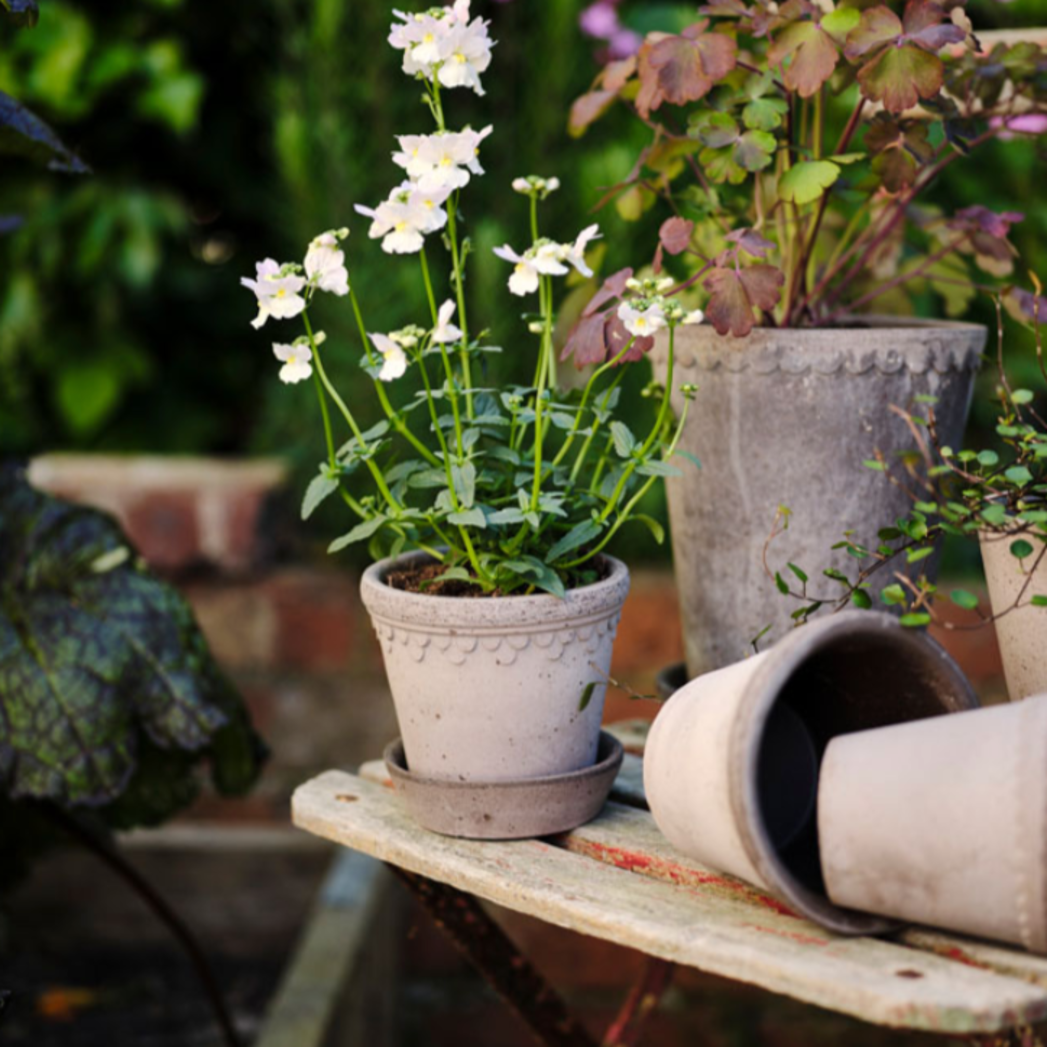 Small Bergs Potter planter with classic scalloped rim, handmade in Italy from premium ceramic clay, finished in soft Pearl Grey glaze with matching plate.