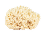 Baudelaire- Bath Sea Sponge Gift Box- Large 5.5" - Shoppe Details and Design