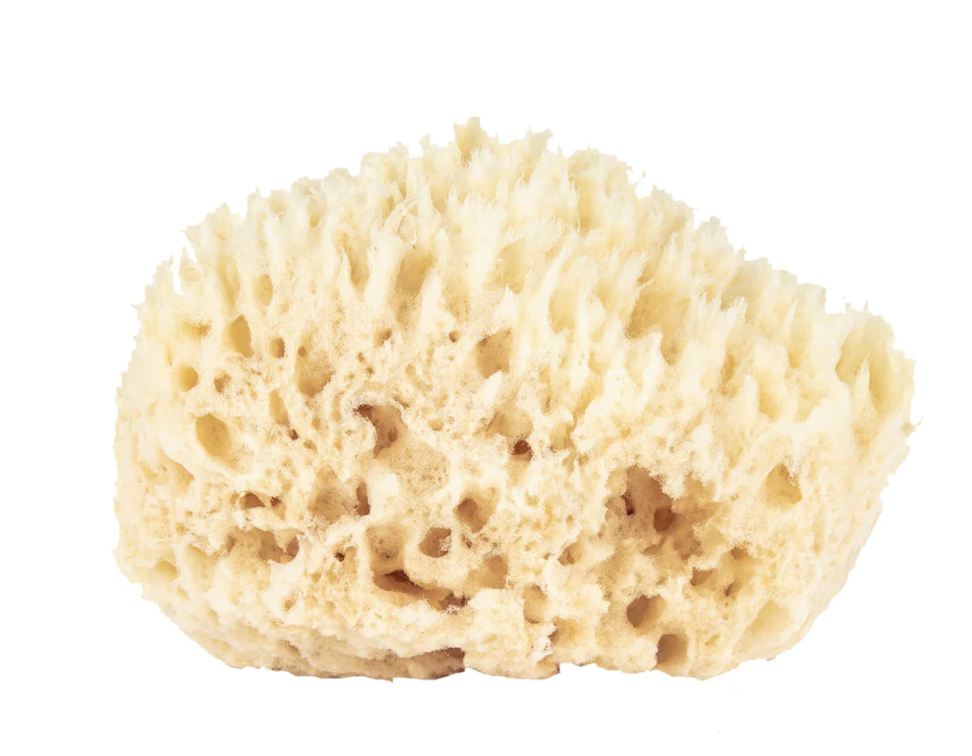 Baudelaire- Bath Sea Sponge Gift Box- Large 5.5" - Shoppe Details and Design