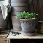 bergs potter planter with plate.