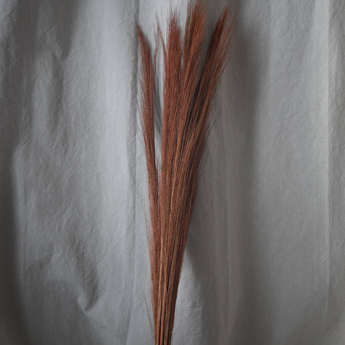 A bundle of dried ornamental grass with reddish-brown plumes standing upright against a draped light gray fabric backdrop.
