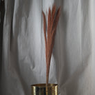 A decorative dried grass stem with warm reddish-brown tones placed in a metallic gold cylindrical vase against a draped light gray fabric backdrop.