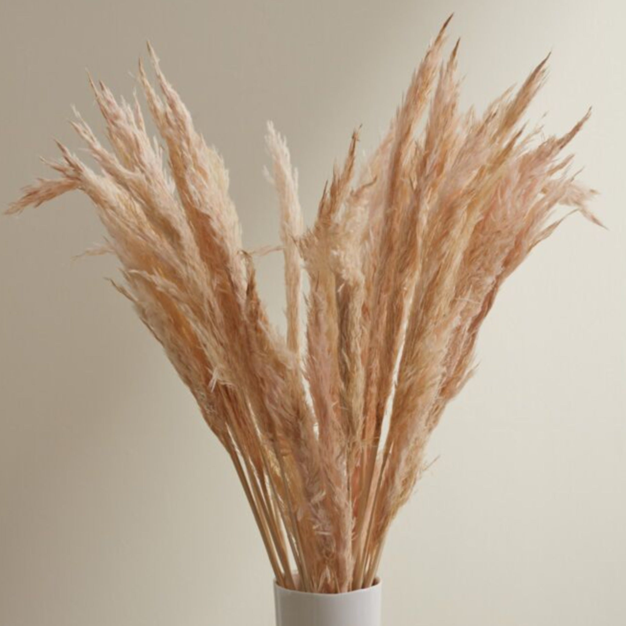 Light Pink Pampas Grass - Shoppe Details and Design