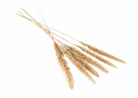 Pampas Grass, Tan - Shoppe Details and Design